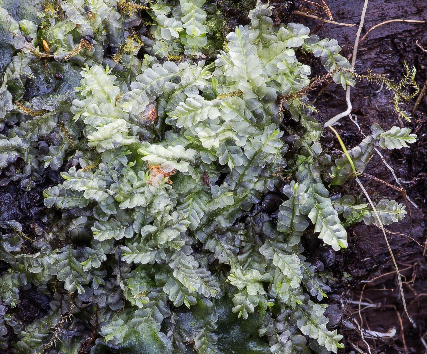 Представитель Семейства Lophocoleaceae